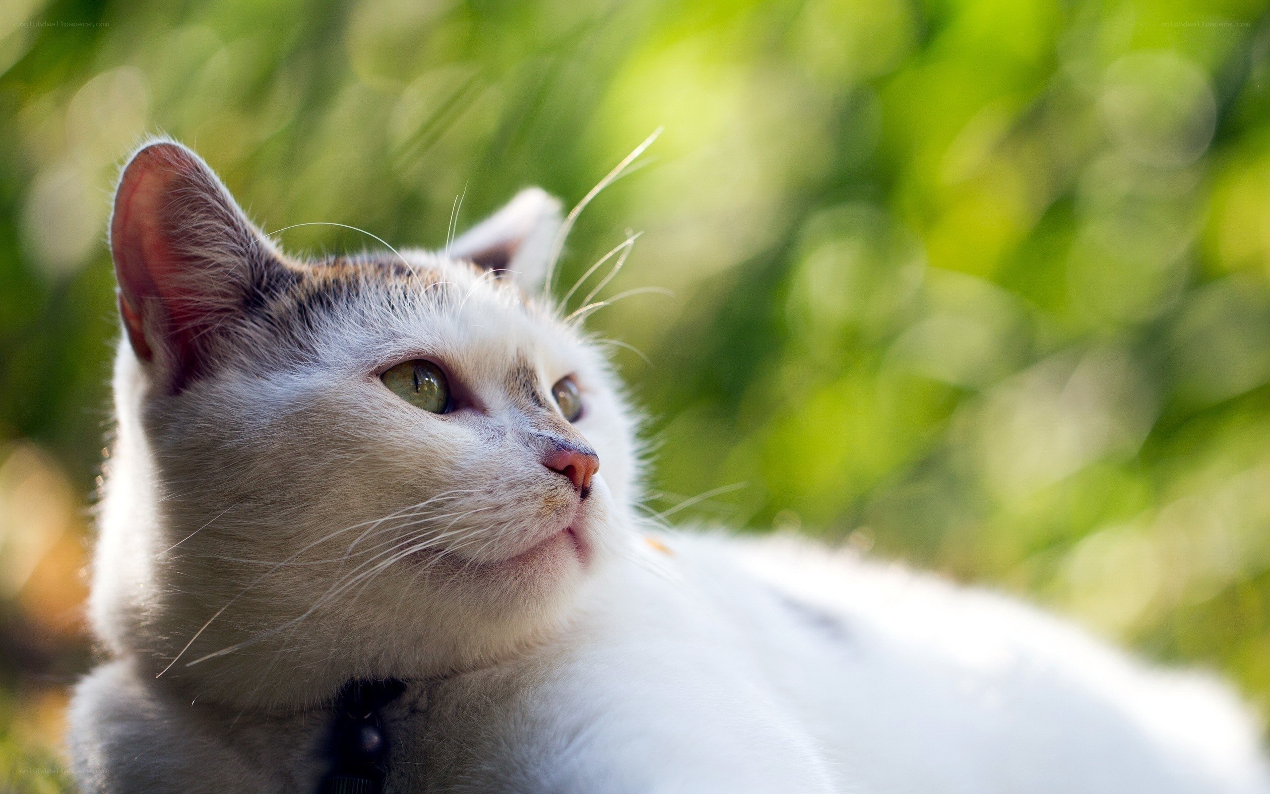White cat in sunlight