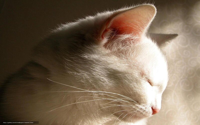 white cat in sunlight