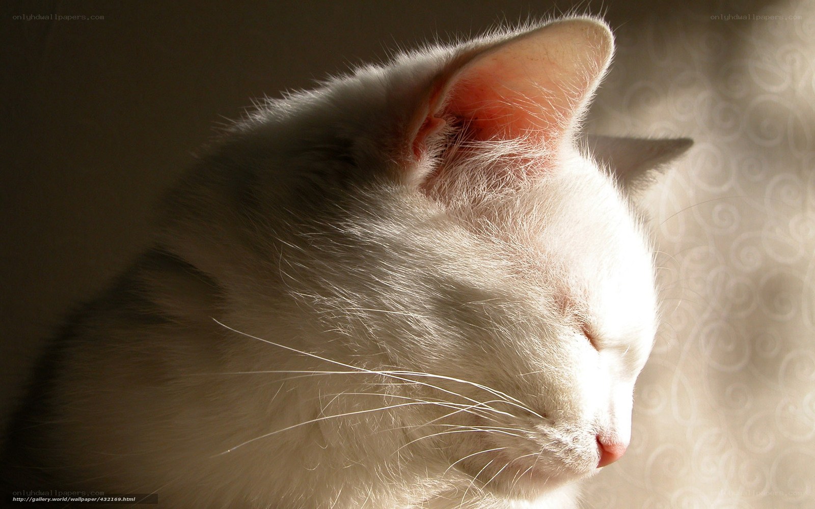 white cat in sunlight