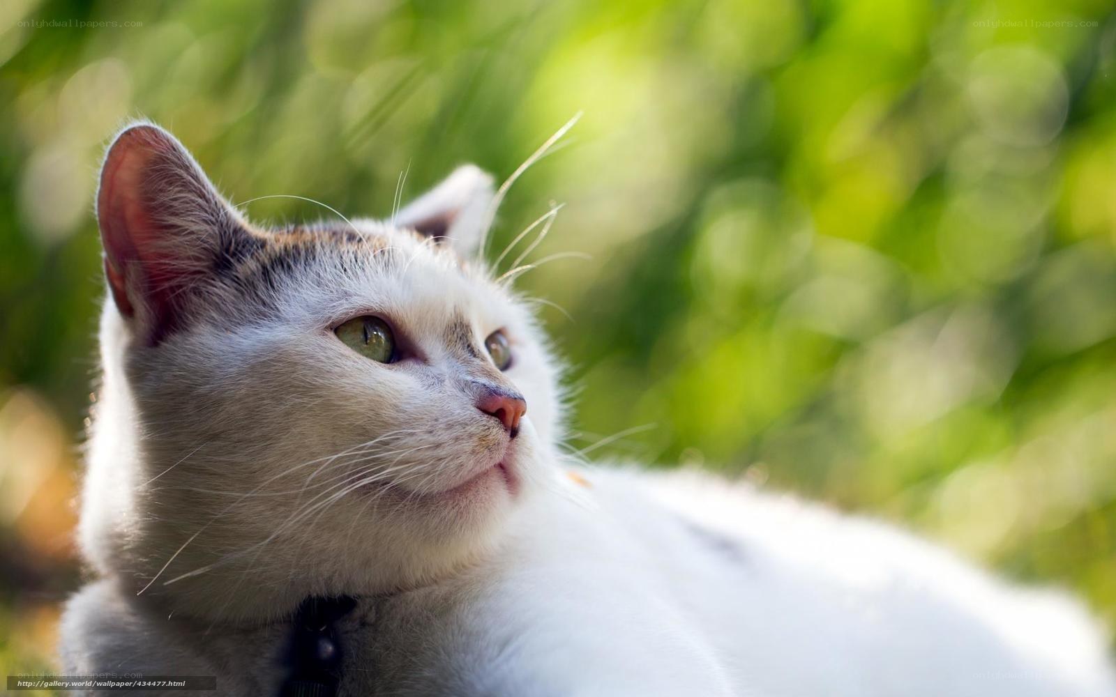 White cat in sunlight