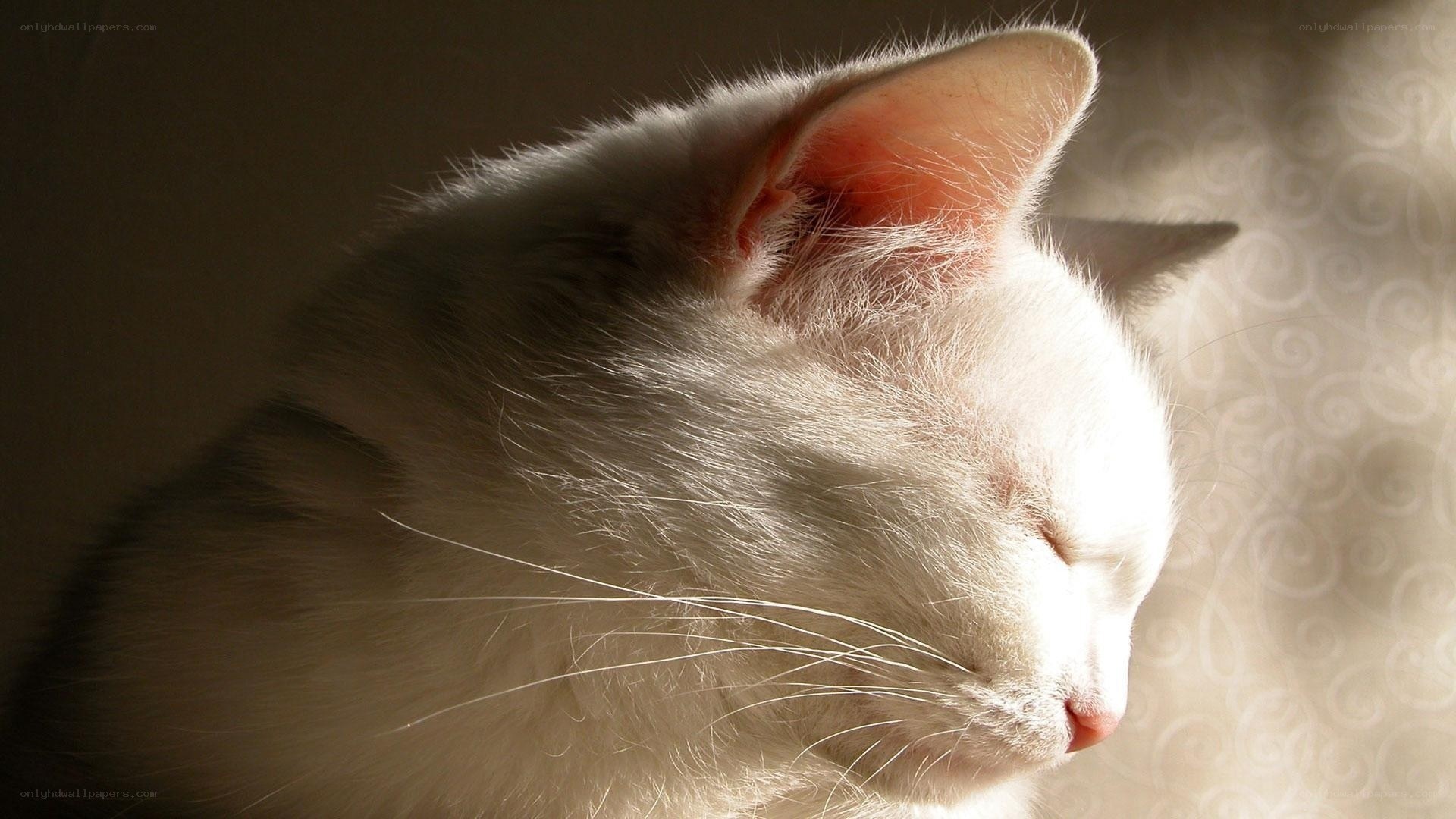 white cat in sunlight