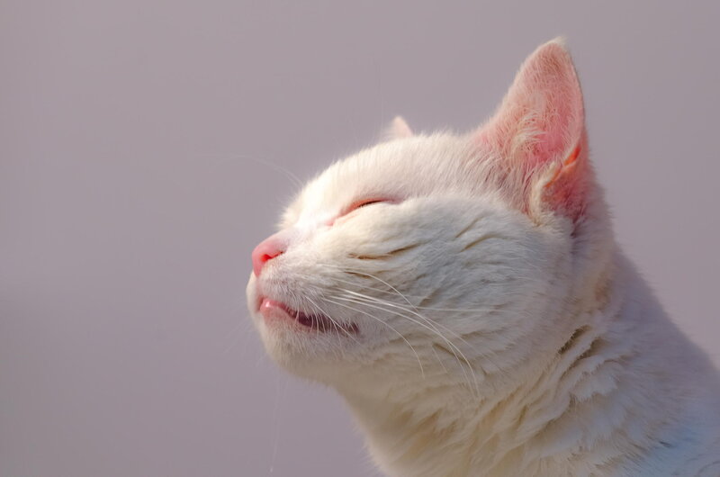 White Cat in Sunlight — Serene