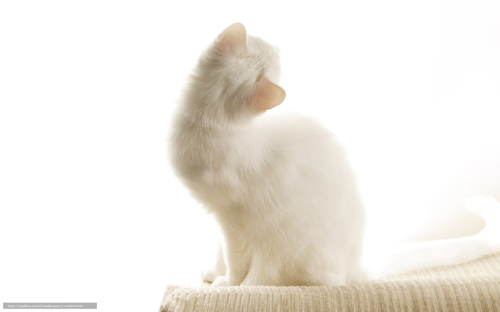 white cat in sunlight