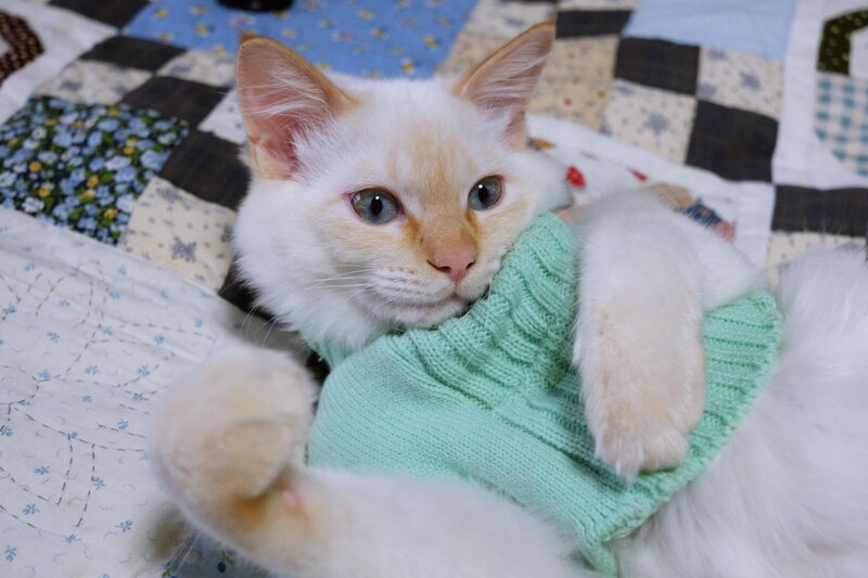 White Cat in Sweater — Calm