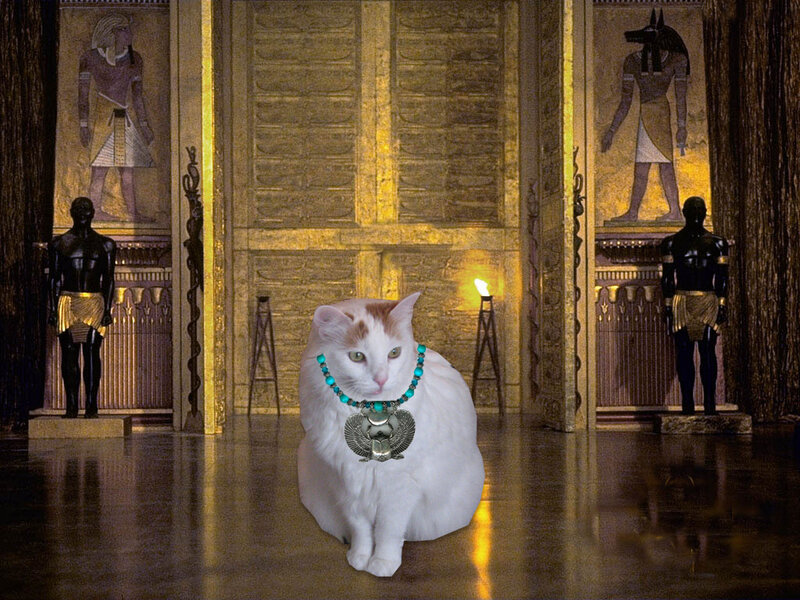 White Cat in Temple