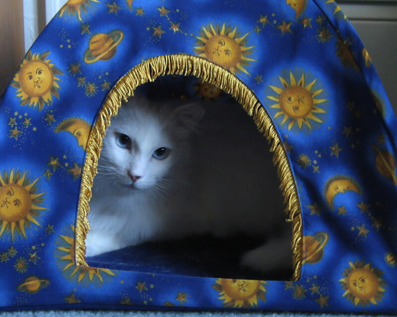 White Cat in Tent