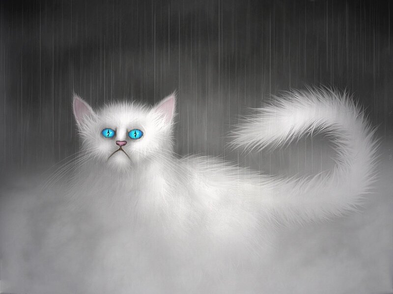 white cat in the rain