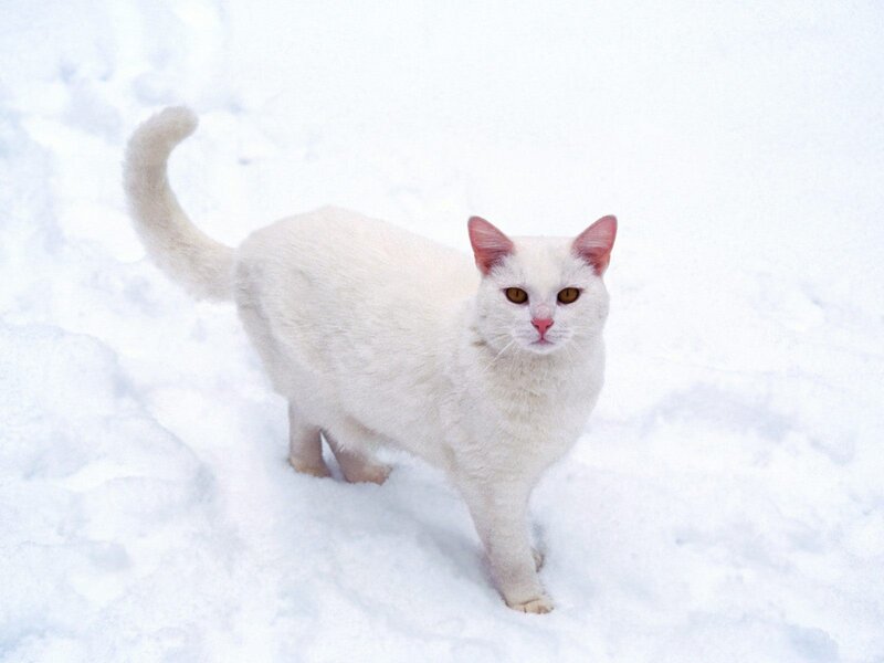 white cat in the snow