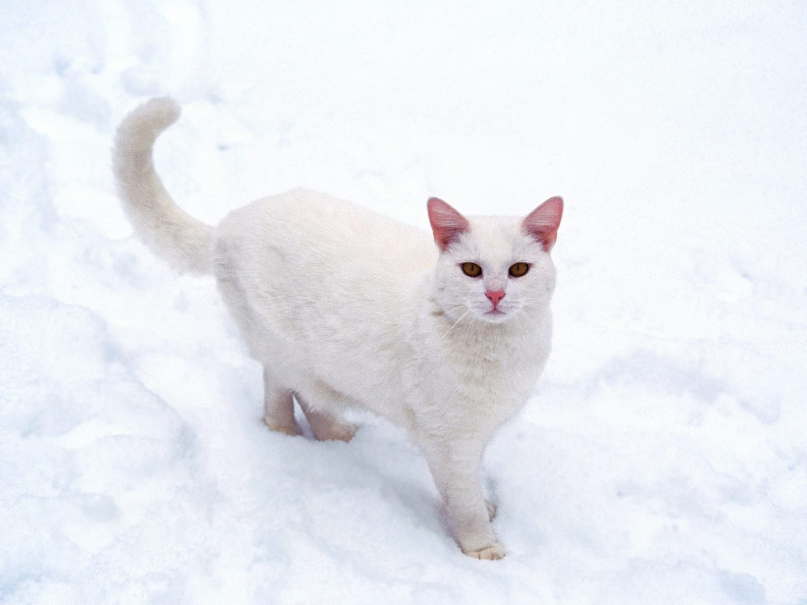 white cat in the snow