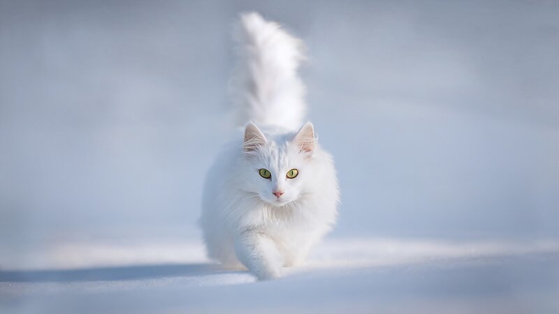 white cat in the snow