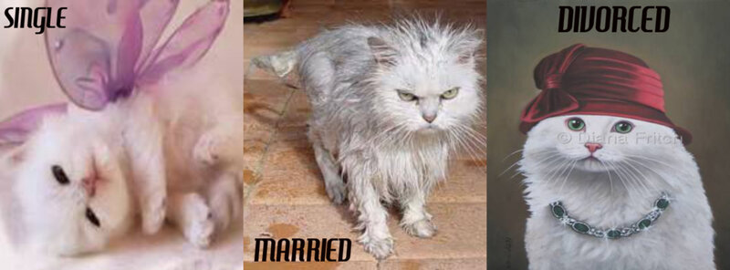 White Cat in Three States