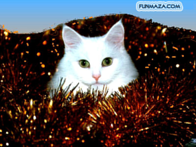 white cat in tinsel