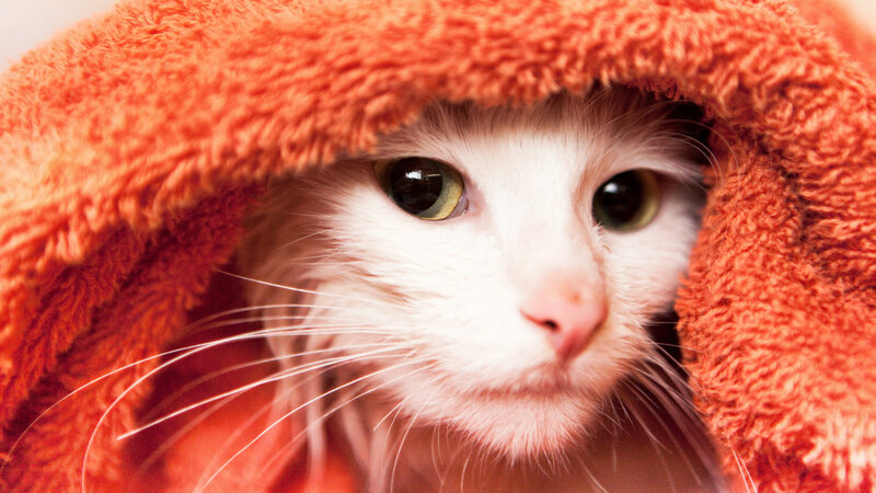 White Cat in Towel