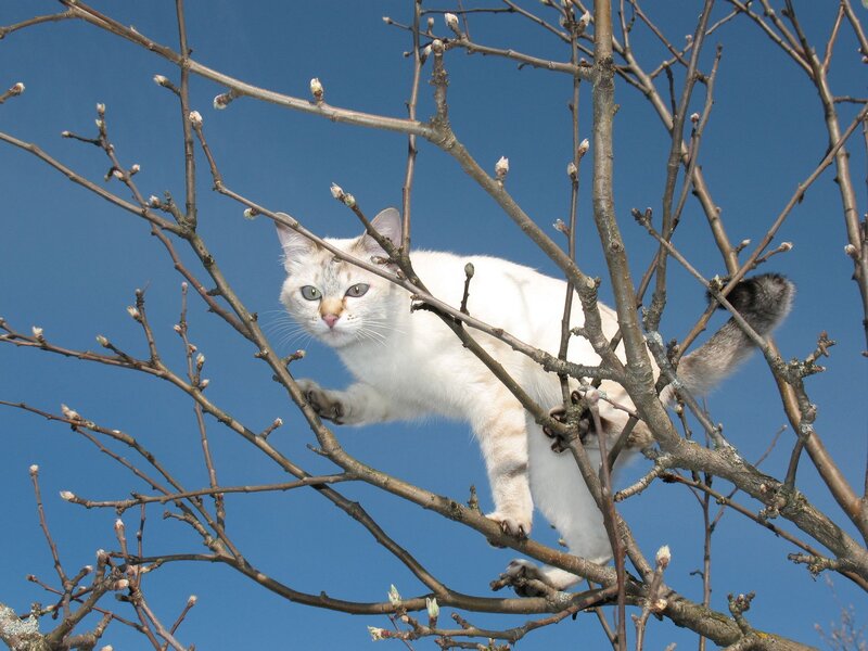 White Cat in Tree — Blue, Calm