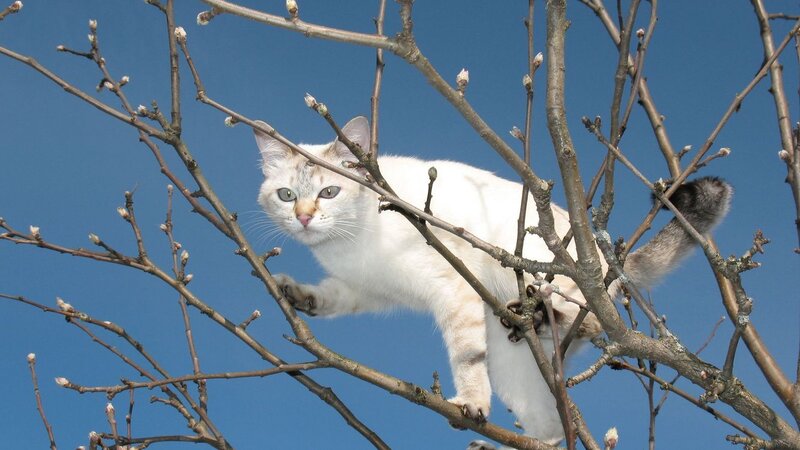 White Cat in Tree — Blue