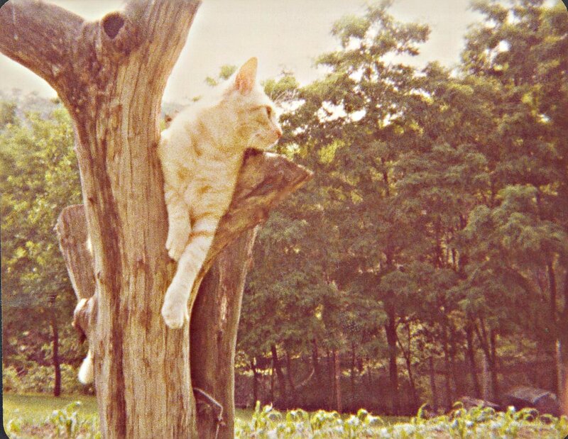 White Cat in Tree — Brown