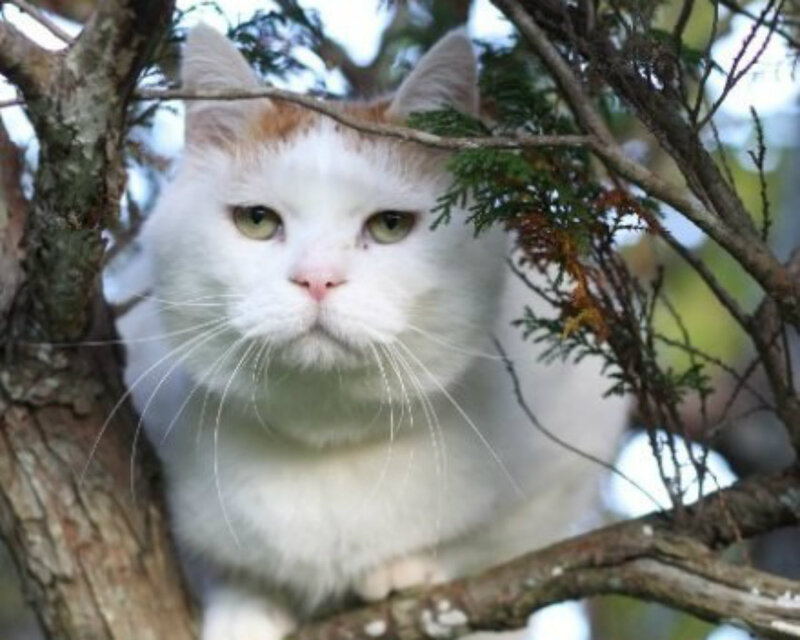 White Cat in Tree — Calm, Afternoon, Photograph, Branches