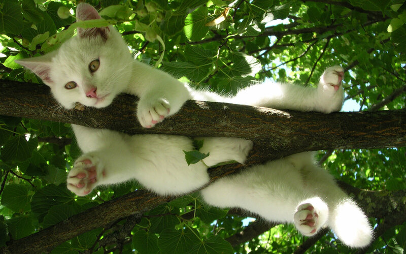 White Cat in Tree — Calm, Afternoon, Photograph