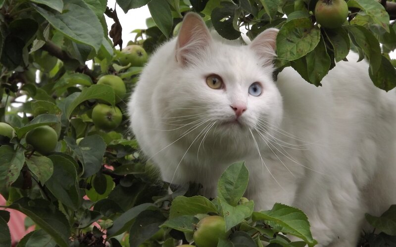 White Cat in Tree — Calm, Afternoon