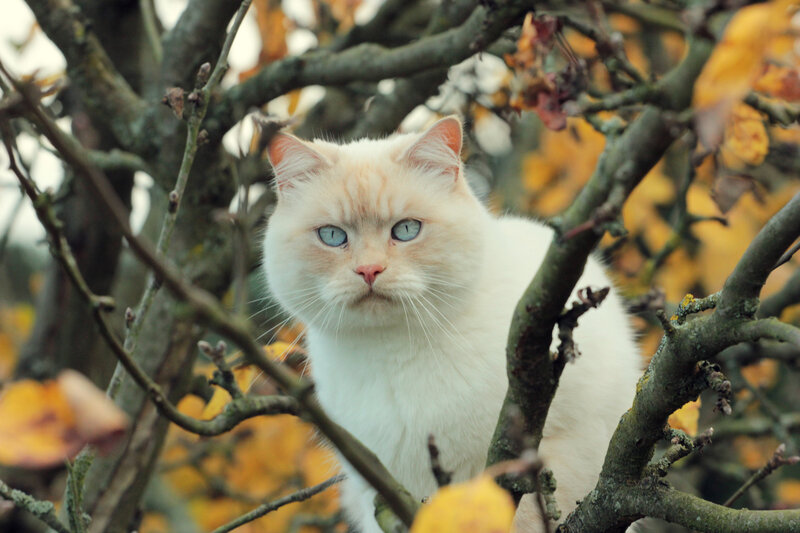 White Cat in Tree — Calm, Autumn