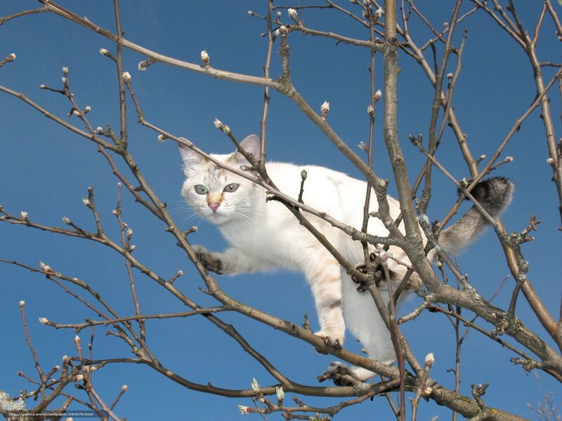 White Cat in Tree — Calm, Spring, Photograph, Tree Branches