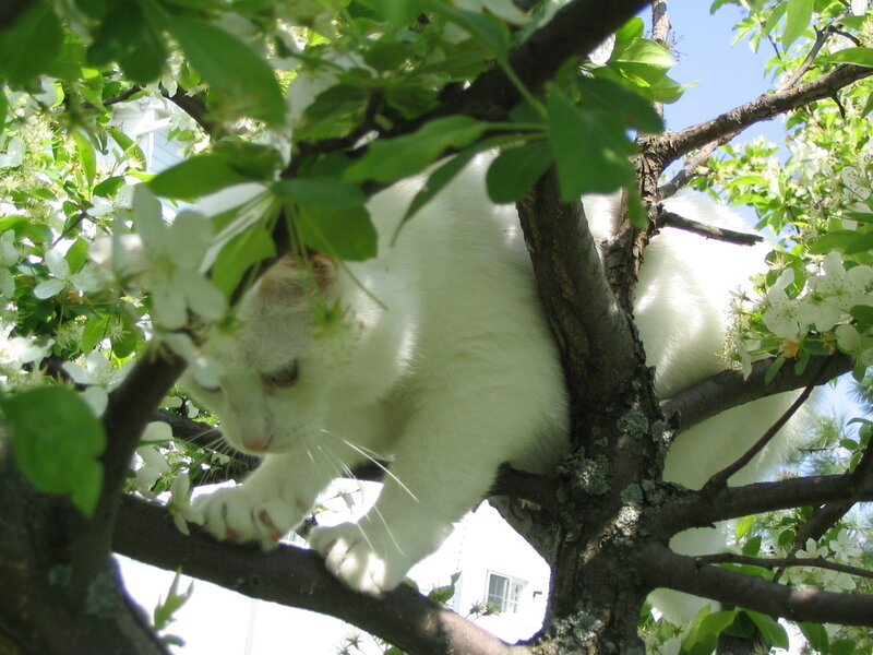 White Cat in Tree — Calm, Spring