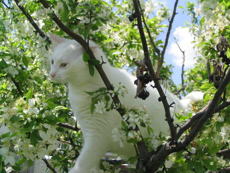 White Cat in Tree — Calm