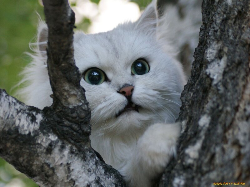 White Cat in Tree — Curious