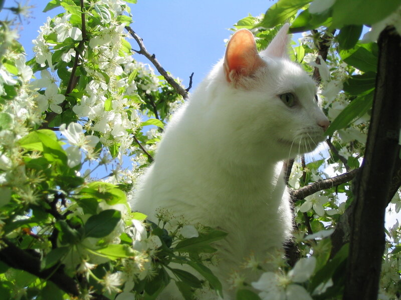 White Cat in Tree — Serene