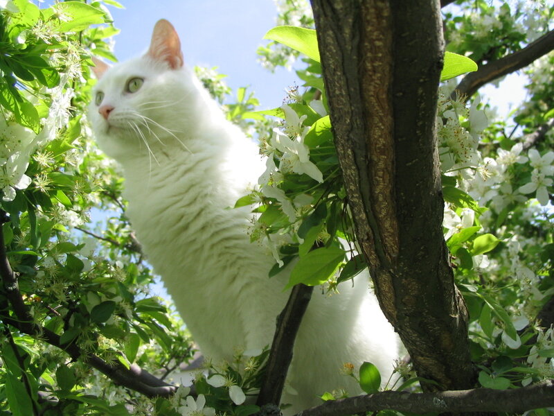 White Cat in Tree