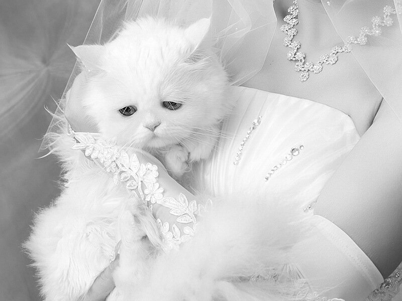 White Cat in Wedding Dress