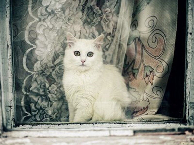 White Cat in Window — Calm, Photograph