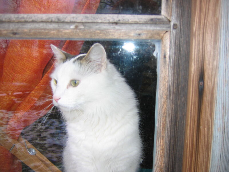 White Cat in Window