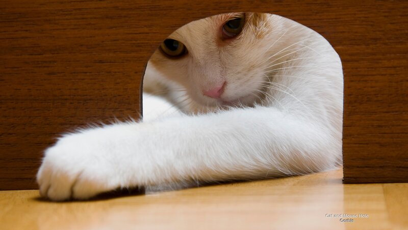 White Cat in Wooden Box