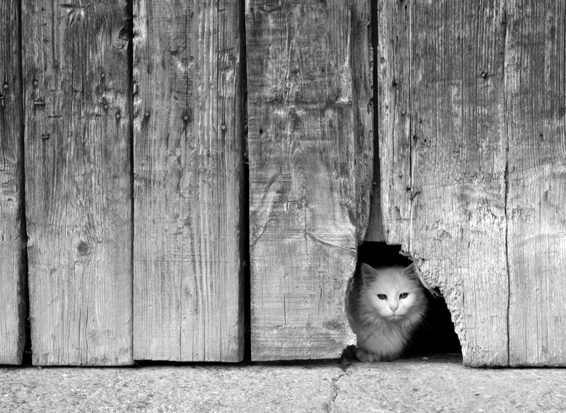 White Cat in Wooden Door