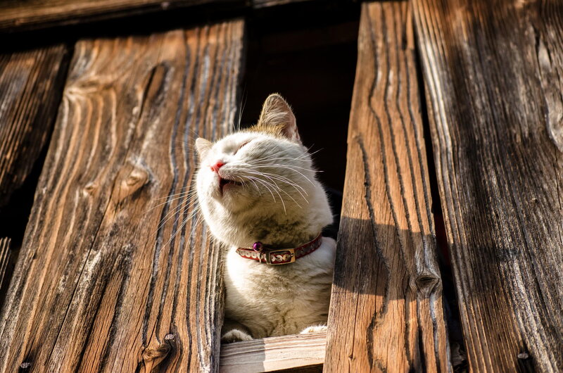 White Cat in Wooden Slats