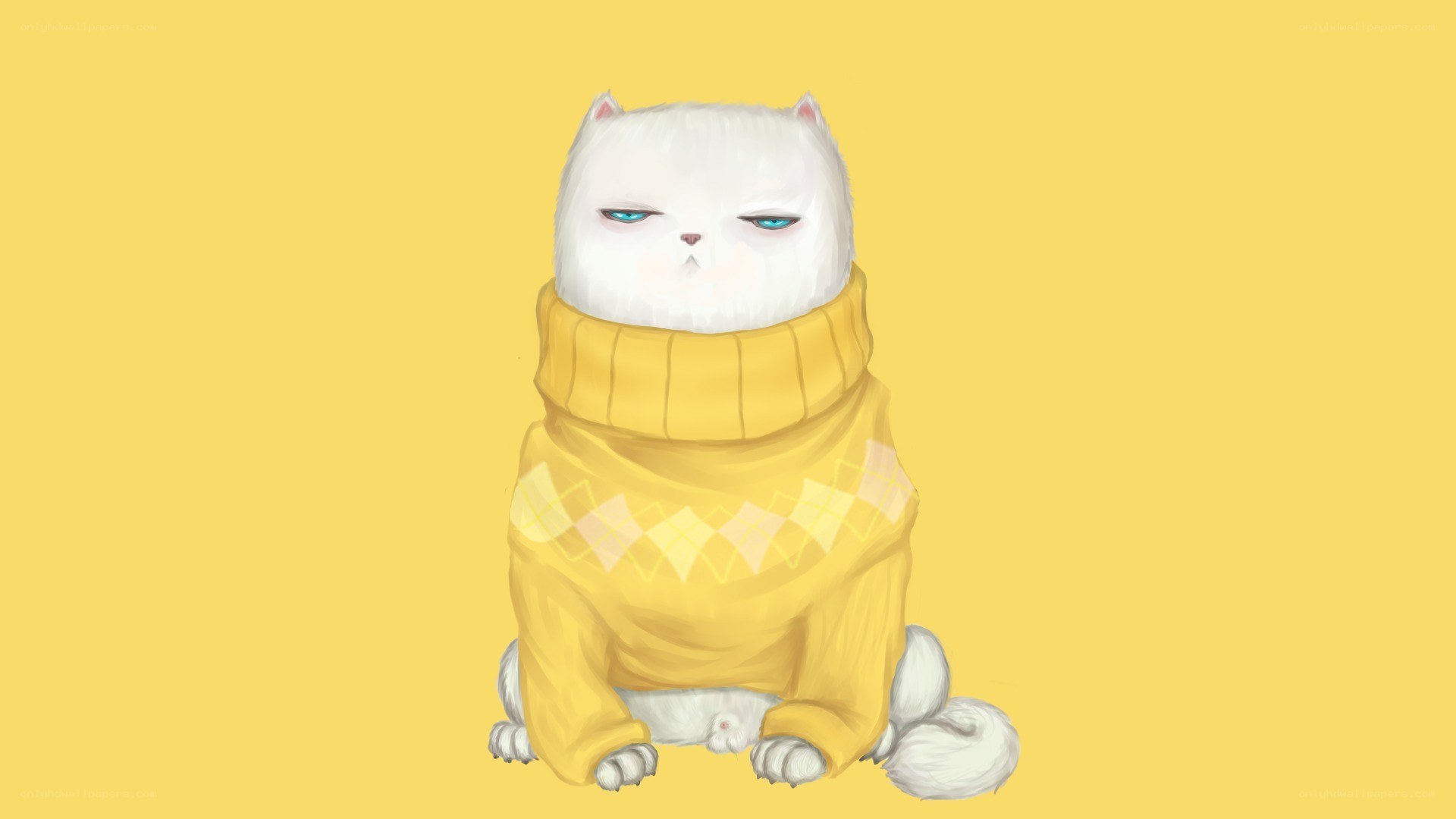 white cat in yellow sweater