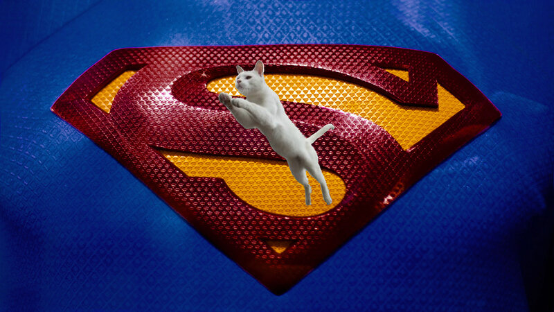 White Cat Jumping — Blue