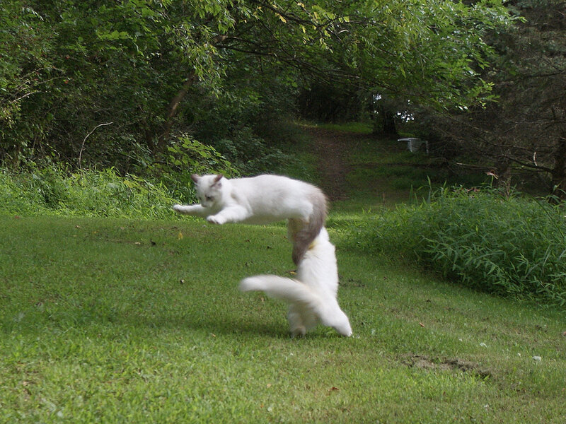 White Cat Jumping — Green