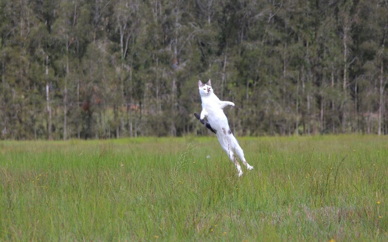 White cat jumping in field