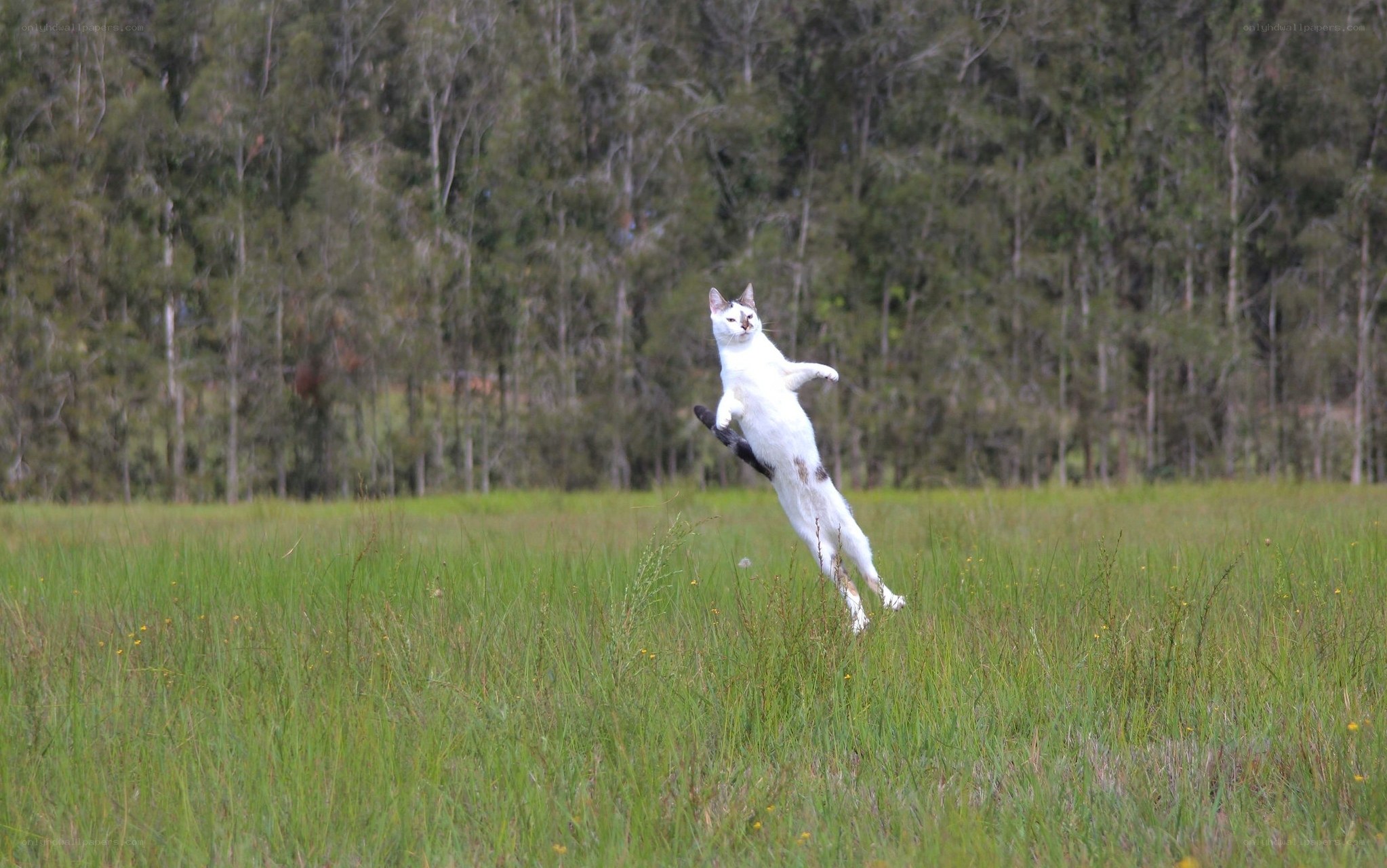 White cat jumping in field