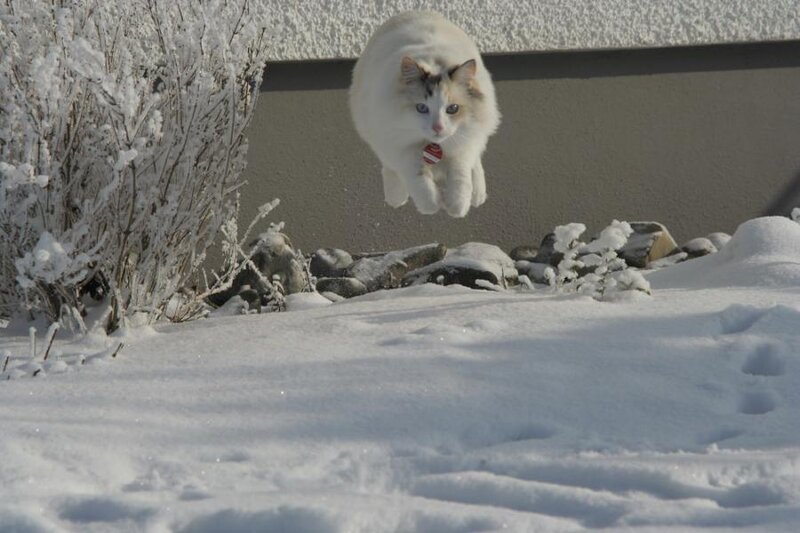 White Cat Jumping — Playful