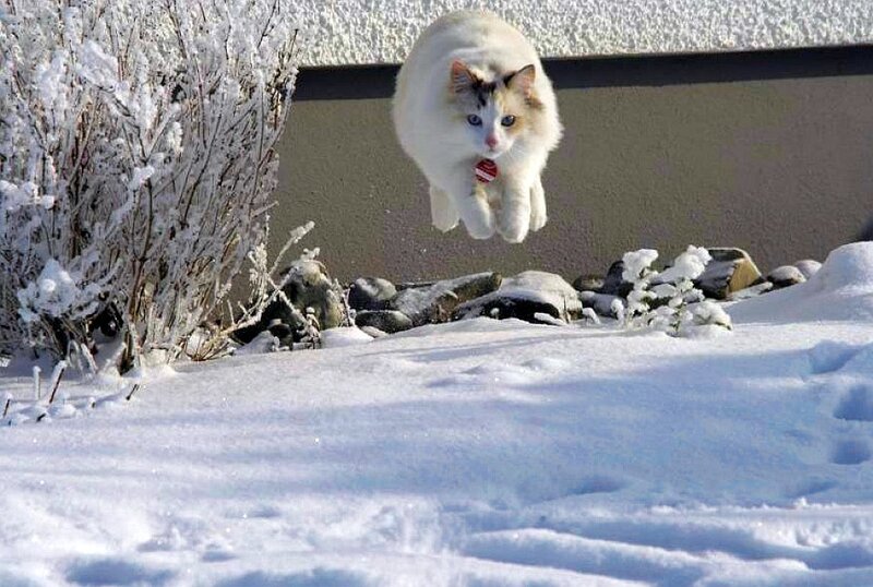 White Cat Jumping