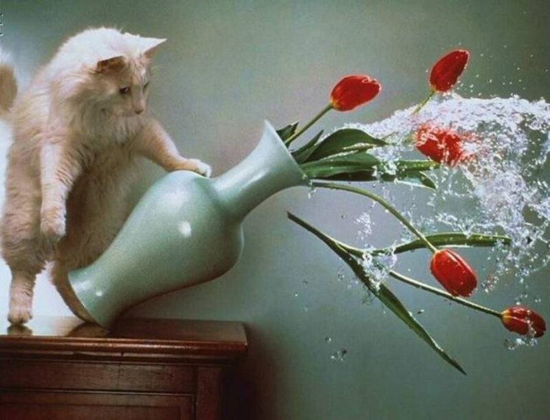 White Cat Knocking over Vase