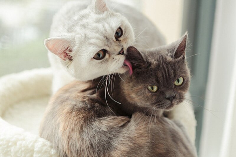 White Cat Licking Grey Cat