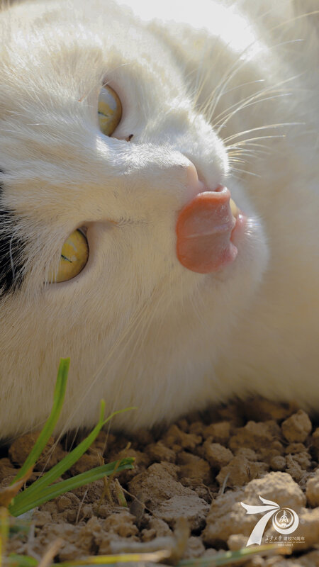 White Cat Licking Nose