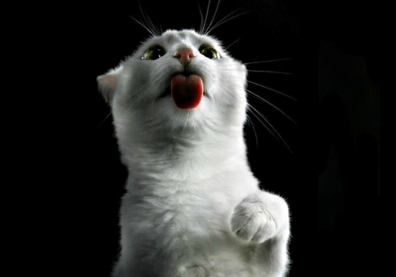 White Cat Licking Tongue — Dramatic