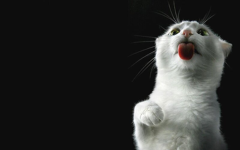 White Cat Licking Tongue