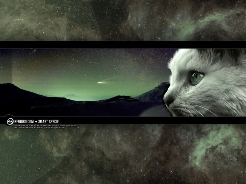 White Cat Looking at Comet