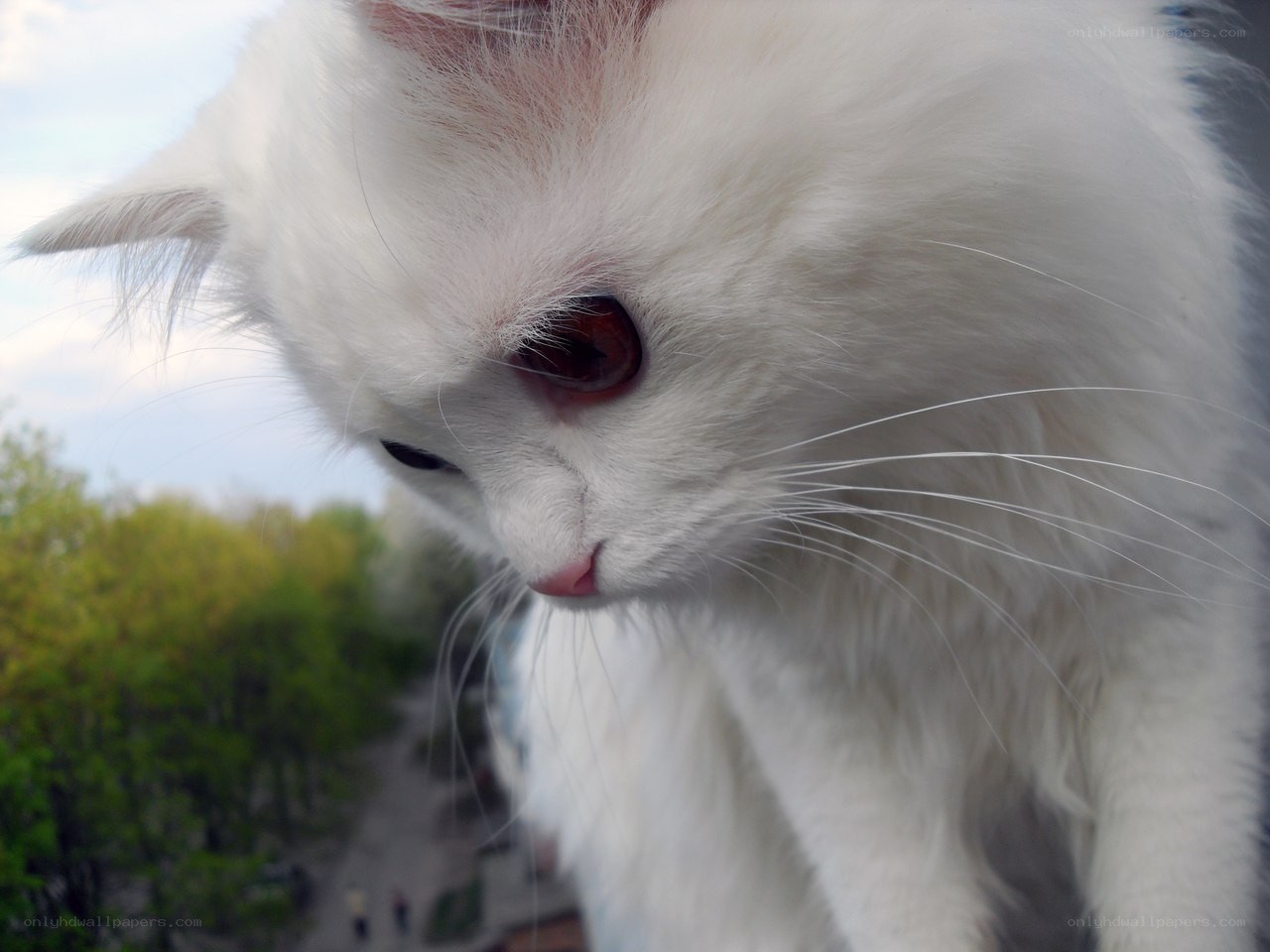 white cat looking down
